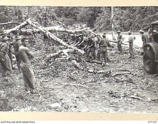 TOROKINA AREA, BOUGAINVILLE ISLAND. 1944-11-30. TROOPS OF THE 9TH INFANTRY BATTALION CLEARING A ROAD BLOCK CAUSED BY A FALLEN TREE ON THE NUMA NUMA TRAIL DURING THE AUSTRALIAN ATTACK ON THE ENEMY ..