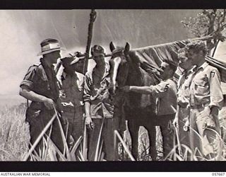 SOPUTA, NEW GUINEA. 1943-10-09. "SOPUTA QUEEN", ONE OF THE CAPTURED JAPANESE HORSES BEING PREPARED FOR HER CONTEST AT THE RACE MEETING CONDUCTED BY THE 11TH AUSTRALIAN DIVISION. LEFT TO RIGHT: ..
