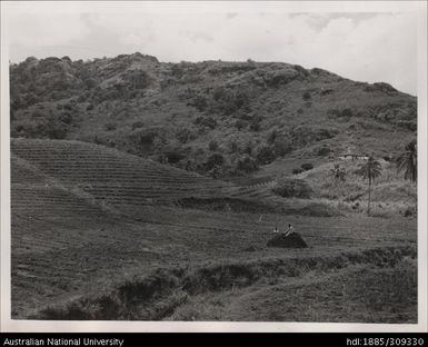 Lachman Singh's farm, near Baghelu's farm