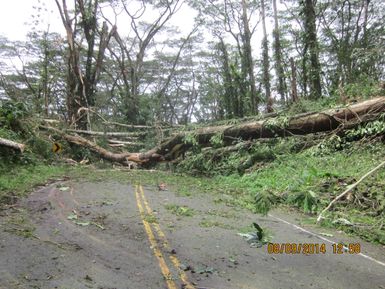 A damaged tree blocks a road in the state park as a result of tropical storm Iselle, on the Big Island of Hawaii, in August 2014. Photo taken during the preliminary damage assessment. Photo by Sameul
