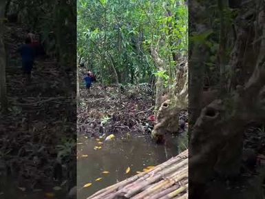 PART 5: HARVESTING THE TITI, the mangrove strings to hold the fish trap together