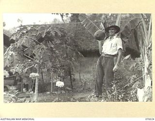 PORT MORESBY, NEW GUINEA, 1944-01-23. THE OFFICER COMMANDING MILITARY HISTORY SECTION, ATTACHED TO HEADQUARTERS, NEW GUINEA FORCE, VX117252 CAPTAIN G.H. NICHOLSON HOLDING A WATER MELON GROWN ..