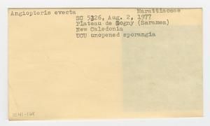 [Angiopteris evecta in New Caledonia, envelope IE41-168]