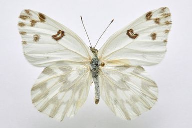 ["Pontia beckerii (Edwards, 1871) - mascul"]