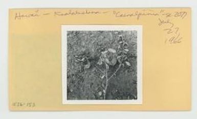 [Caesalpinia in Hawaii, envelope IE26-153]