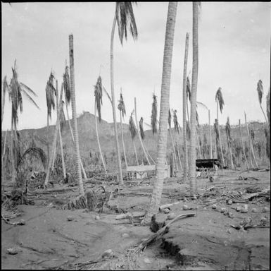 Damaged buildings in a  coconut plantation after a volcanic eruption, Rabaul, New Guinea, 1937, 2 / Sarah Chinnery