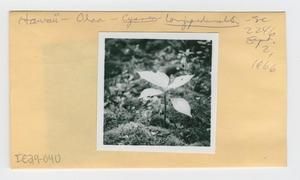 [Cyanea longipedunculata in Hawaii, envelope IE29-040]