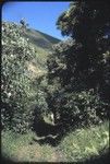 Orofere Valley, Tahiti: rural pathway