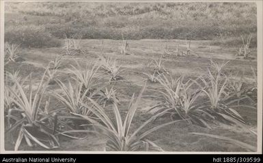 Burying by eroded soil, Lega Lega