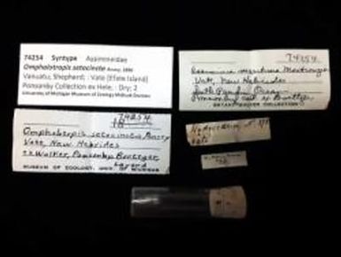 Omphalotropis; setocincta