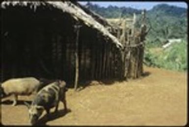 Two pigs in front of a building