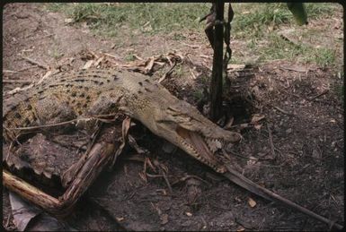 Large crocodile on land (2) : Papua New Guinea / Terence and Margaret Spencer