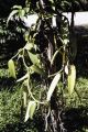 French Polynesia, vanilla bean vine growing on Moorea Island