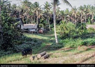 A large black sow browsing in Kauwai  village