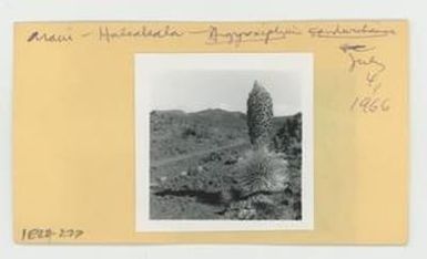 [Argyroxiphium sandwicense in Hawaii, envelope IE24-222]
