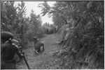 Trail-building: people clear a trail on hillside, cordyline has been planted along edges