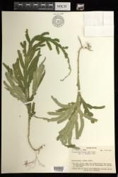 Selaginella breynioides