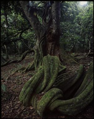Forest vine, Fiji, 1994 / Peter Dombrovskis