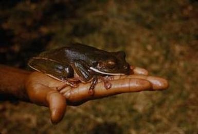 [Tree frog close-up in Papua New Guinea]