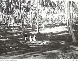 KARKAR ISLAND, NEW GUINEA. 1944-10-20. A SECTION OF A CLEARED AND RE-CONDITIONED COCONUT PLANTATION, SHOWING RESULTS ACHIEVED BY NATIVES WORKING UNDER THE DIRECTION OF THE AUSTRALIAN NEW GUINEA ..