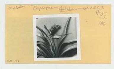 [Astelia in Hawaii, envelope IE28-157]