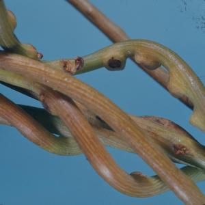 [Cassytha filiformis close-up from Kona, United States]