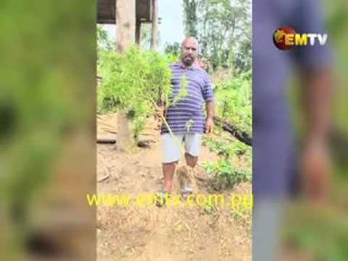 Massive Marijuana Bust in Maprik
