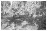 Harvesting 'ufi lei toutu'u of the Free Wesleyan Church at Pōme'e, (Women weaving baskets in the toutu'u garden.)(Sēmisi Nunu with hoe.)