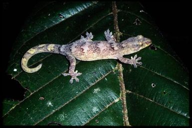 Bavayia cyclura