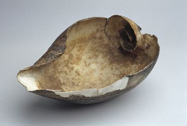 sea snail