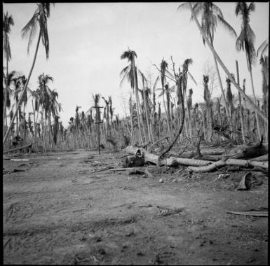 Leafless trees, Rabaul, New Guinea, 1937 / Sarah Chinnery