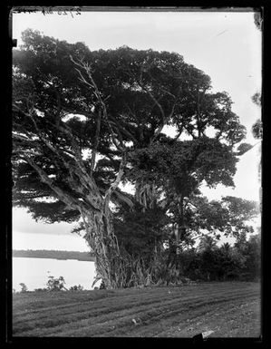 [Banyan Tree]