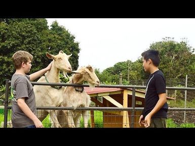 HIKI NŌ Episode #1003 – Dancing Goat Sanctuary on Hawai‘i Island and other stories