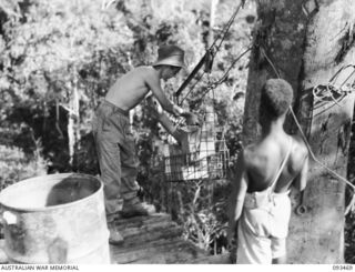 WEWAK AREA, NEW GUINEA. 1945-06-28. A SPECIAL FLYING FOX WAS BUILT BY ENGINEERS OF 2/14 FIELD COMPANY, ROYAL AUSTRALIAN ENGINEERS, TO SUPPLY WATER TO 2/8 INFANTRY BATTALION ON TOP OF MOUNT ..