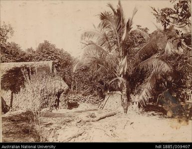 Native house at Namoli, near Nausori