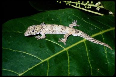Eurydactylodes agricolae