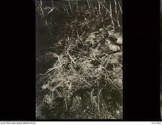 BOUGAINVILLE, SOLOMON ISLANDS. 1945-06-04. TRENCHES IN A JUNGLE AREA IN WHICH JAPANESE TROOPS TOOK SHELTER AGAINST A STRAFING ATTACK BY LOW SWEEPING BOOMERANG AIRCRAFT OF NO. 5 (TACTICAL ..