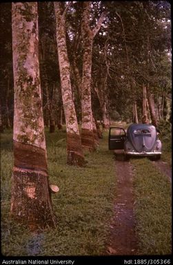 Mambu plantation, Kokoda