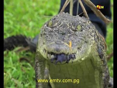 CROCODILE FESTIVAL LAUNCH