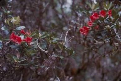 [Rhododendron at Mount Sarawaget, Papua New Guinea]