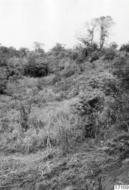 ["skog, landskap, träd, fotografi, photograph"]