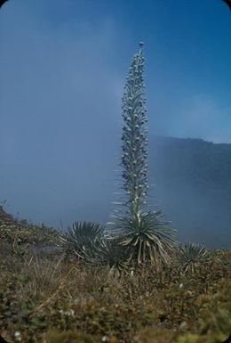 [Argyroxiphium caliginis on Kauai Island, United States]