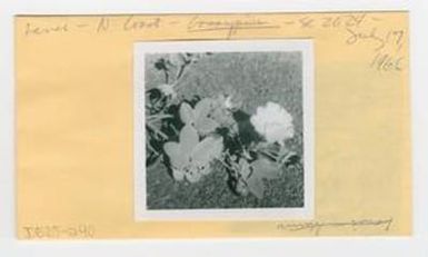 [Gossypium tomentosum in Hawaii, Envelope IE25-240]