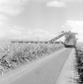 United States, workers harvesting pineapples at Dole Plantation in Wahiawa