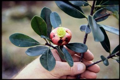 Montoziera sp. (houp)
