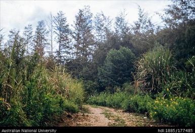 Rintebe Road - Near Bena River