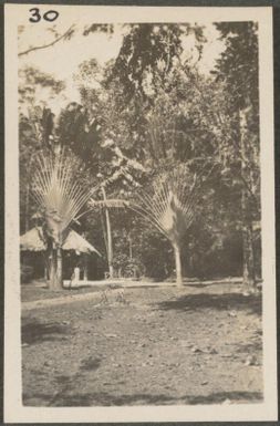 Timber structure with traveller's palms in the Botanical Gardens, Rabaul, New Britain Island, Papua New Guinea, approximately 1916