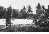 Recreation area created in 1946 used for recreation parties during the resurvey, Bikini Island, summer 1949