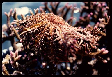 Crown of thorns starfish, 1971