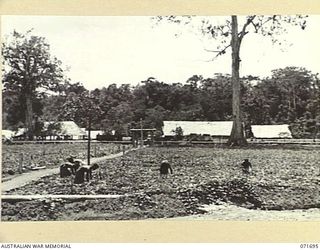 LAE, NEW GUINEA. 1944-03-25. NATIVES PICKING KAU KAU, A SWEET POTATO WHICH FORMS PART OF THEIR FAVOURITE DIET. THE NATIVE QUARTERS AND ADMINISTRATION BUILDINGS ARE IN THE BACKGROUND